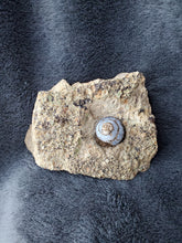 Charger l'image dans la galerie, Hélix Ramondi en Opale Lussatite d'Auvergne pierre de collection