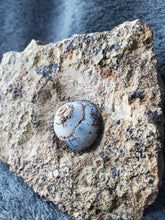 Charger l'image dans la galerie, Hélix Ramondi en Opale Lussatite d'Auvergne pierre de collection