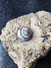Charger l'image dans la galerie, Hélix Ramondi en Opale Lussatite d'Auvergne pierre de collection