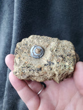 Charger l'image dans la galerie, Hélix Ramondi en Opale Lussatite d'Auvergne pierre de collection