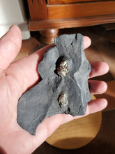 Charger l'image dans la galerie, Pyrite sur Schiste noir (Serre-Ponçon, France) pierre de collection