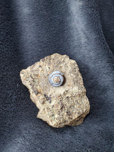 Charger l'image dans la galerie, Hélix Ramondi en Opale Lussatite d'Auvergne pierre de collection
