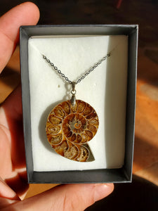 Collier Ammonite