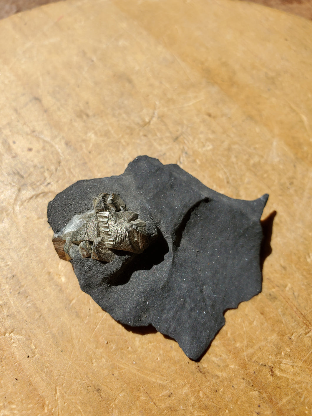 Pyrite sur Schiste noir (Serre-Ponçon, France) pierre de collection