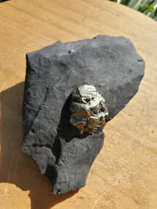 Pyrite sur Schiste noir (Serre-Ponçon, France) pierre de collection